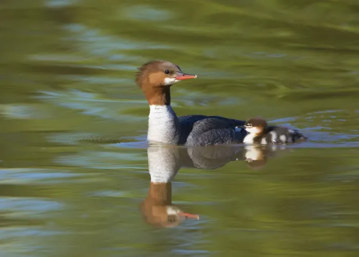 Framed Print : Common merganser (Mergus merganser) adult female swimming with duckling, Lansing Framed Print : Common merganser (Mergus merganser) adult female swimming with duckling, Lansing