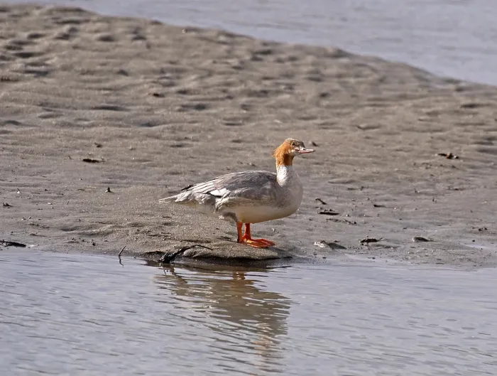 Framed Print : Common merganser (Mergus merganser) female, standing at the water's edge on bank of the Indus river, Ladakh, India Framed Print : Common merganser (Mergus merganser) female, standing at the water's edge on bank of the Indus river, Ladakh, India