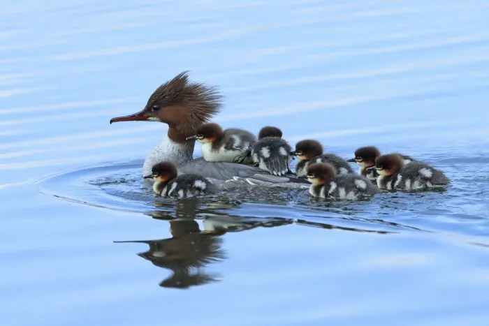 Framed Print : Common merganser (Mergus merganser) female with young on back and around her, Germany Framed Print : Common merganser (Mergus merganser) female with young on back and around her, Germany