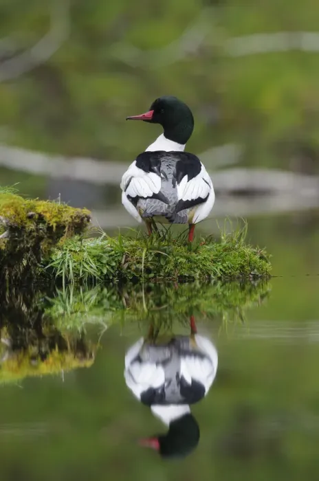 Framed Print : Common merganser (Mergus merganser) male on a moss covered log. Olympic National Park, Washington Framed Print : Common merganser (Mergus merganser) male on a moss covered log. Olympic National Park, Washington