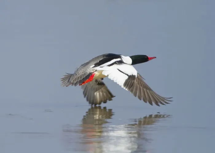 Framed Print : Common merganser (Mergus merganser) male taking off from water, New York, USA, April Framed Print : Common merganser (Mergus merganser) male taking off from water, New York, USA, April