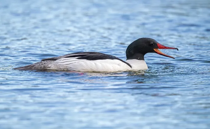 Framed Print : Common merganser (Mergus merganser) on water, calling, Somes Sound near Acadia National Park, Maine, USA. May Framed Print : Common merganser (Mergus merganser) on water, calling, Somes Sound near Acadia National Park, Maine, USA. May