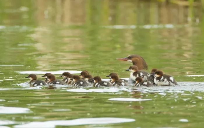 Framed Print : Common mergansers (Mergus merganser) family, female swimming with seventeen ducklings Framed Print : Common mergansers (Mergus merganser) family, female swimming with seventeen ducklings