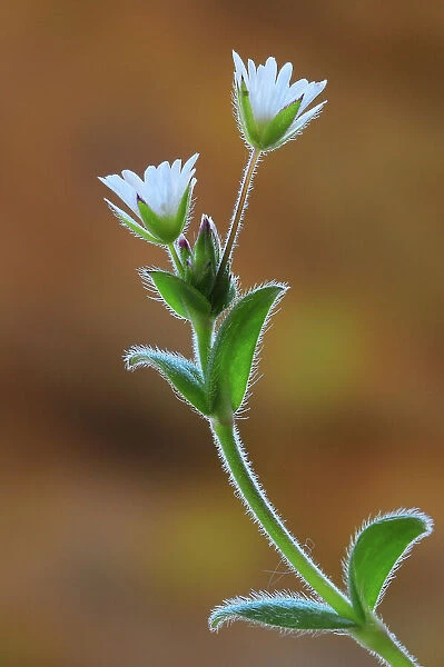 Common mouse-ear chickweed (Cerastium holosteoides) in flower, Dorset, UK. May