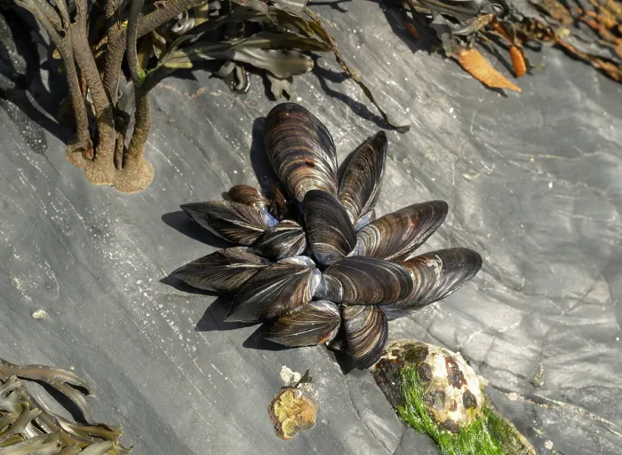 Framed Print : Common mussels (Mytilus edulis) in shallow water on the shore, Cornwall, England, UK. July Framed Print : Common mussels (Mytilus edulis) in shallow water on the shore, Cornwall, England, UK. July