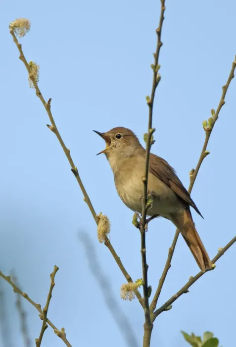 Framed Print : Common nightingale (Luscinia megarhynchos) adult perched, singing, Cambridgeshire Framed Print : Common nightingale (Luscinia megarhynchos) adult perched, singing, Cambridgeshire