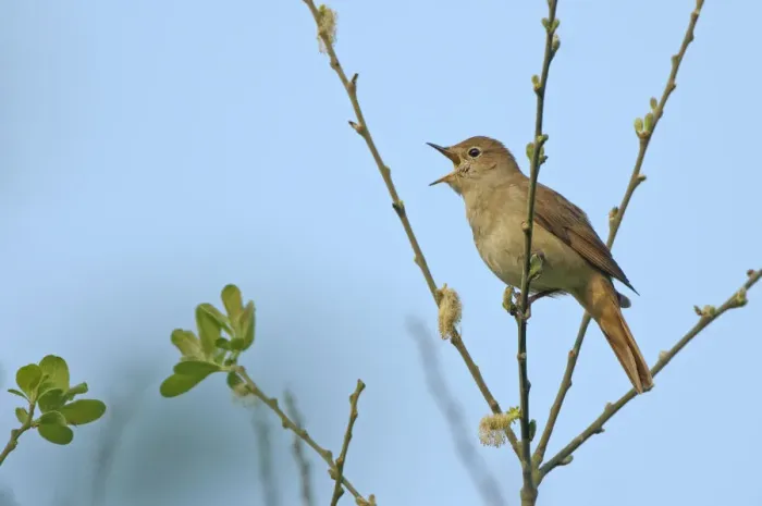 Framed Print : Common nightingale (Luscinia megarhynchos) adult perched, singing, Cambridgeshire, UK, April