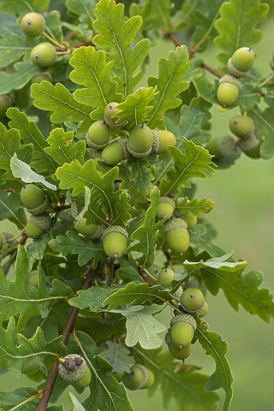 Common Oak (Quercius robur) acorns in late summer. Surrey, England, UK, September