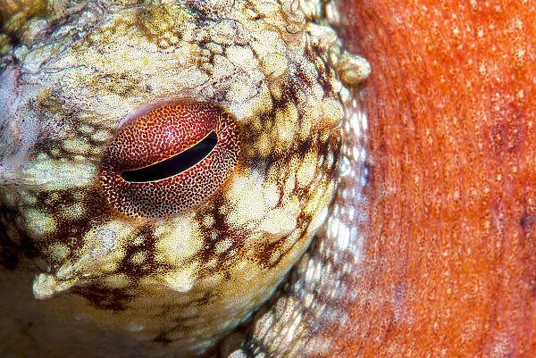 Common octopus (Octopus vulgaris) close up of eye, Tenerife, Canary Islands
