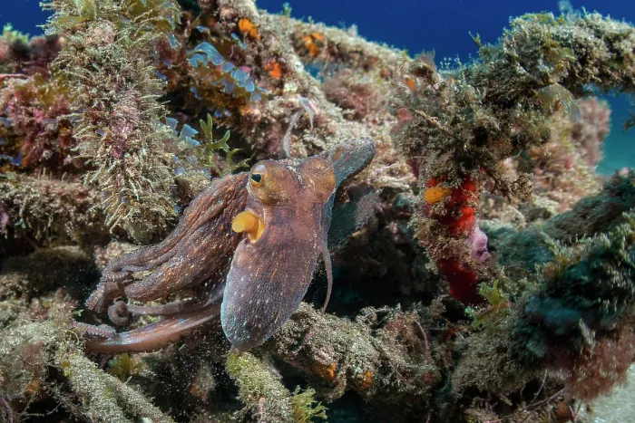 Framed Print : Common octopus (Octopus vulgaris) hiding among algae covered rubbish on seabed, Tenerife, Canary Islands, Atlantic Ocean
