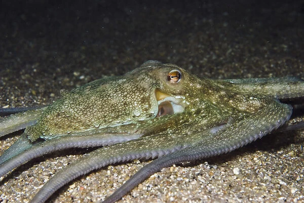 Common octopus (Octopus vulgaris) hunting at night, Elephant Bay, Lavezzi Islands