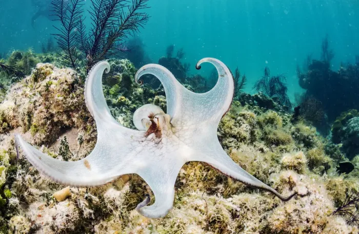 Framed Print : Common octopus (Octopus vulgaris) hunting on a reef off Eleuthera Island, Bahamas Framed Print : Common octopus (Octopus vulgaris) hunting on a reef off Eleuthera Island, Bahamas