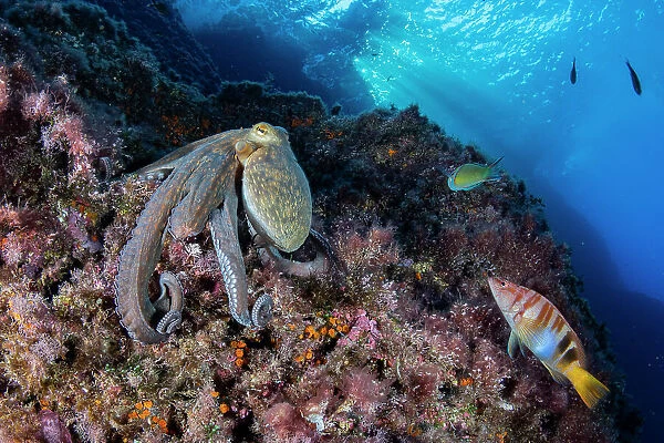 Common octopus (Octopus vulgaris) moving over rocks, Marine Protected area Punta Campanella, Costa Amalfitana, Italy, Tyrrhenian Sea