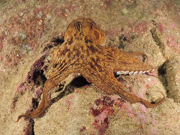 Common octopus (Octopus vulgaris) on rock, Malta, Mediteranean, May 2009