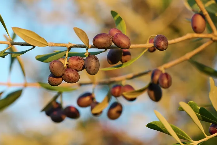 Framed Print : Common olive tree (Olea europaea) with ripening olives, Buzet, Central Istria, Croatia. October Framed Print : Common olive tree (Olea europaea) with ripening olives, Buzet, Central Istria, Croatia. October