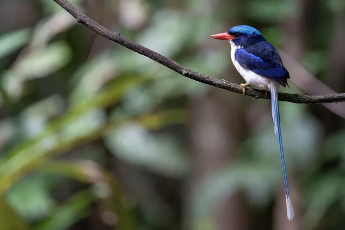 Framed Print : Common paradise kingfisher (Tanysiptera galatea) perched on branch, Nimbokrang, West Papua Framed Print : Common paradise kingfisher (Tanysiptera galatea) perched on branch, Nimbokrang, West Papua