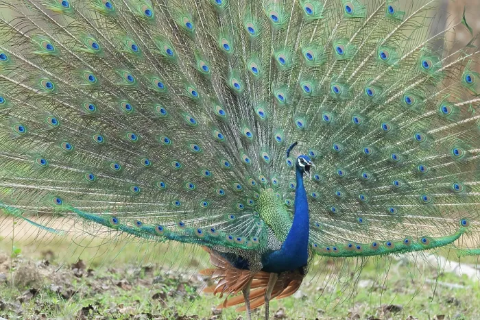 Framed Print : Common peafowl (Pavo cristatus) male displaying plumage, Kabini, Nagarhole National Park, Karnataka, India
