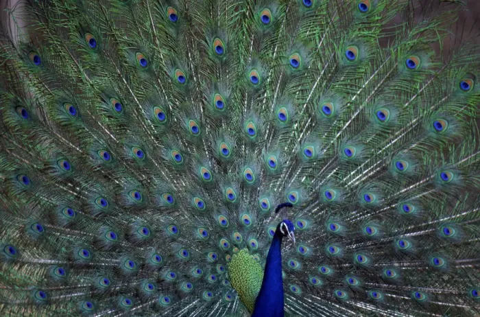 Framed Print : Common Peafowl (Peacock) male displaying, India Framed Print : Common Peafowl (Peacock) male displaying, India