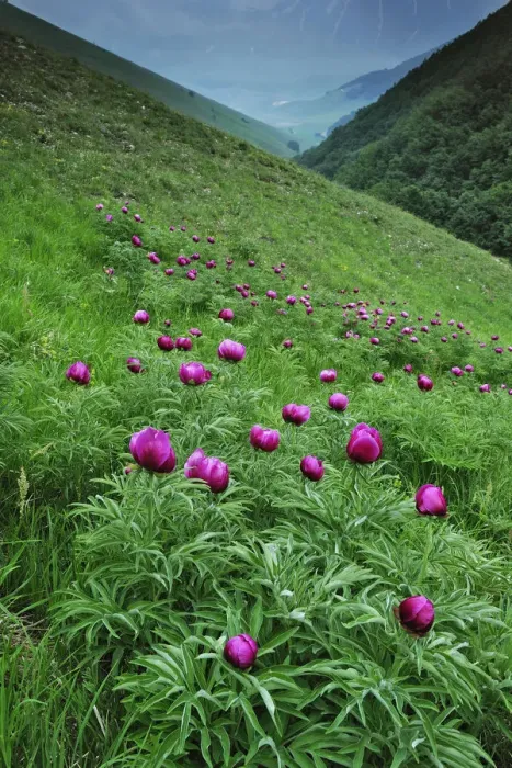 Framed Print : Common peony (Paeonia officinalis) flowers, Valle di Canatra, Monti Sibillini National Park Framed Print : Common peony (Paeonia officinalis) flowers, Valle di Canatra, Monti Sibillini National Park