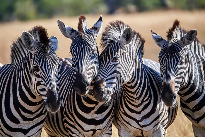 Framed Print : Four Common / Plains Zebras (Equus quagga) standing side by side, portrait, Okavango Delta, Botswana, Africa Framed Print : Four Common / Plains Zebras (Equus quagga) standing side by side, portrait, Okavango Delta, Botswana, Africa