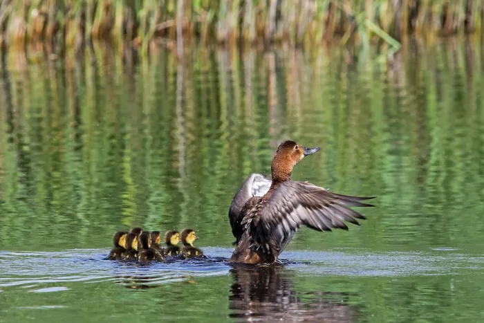 Framed Print : Common pochard (Aythya ferina) female with chicks flapping wings in pond, La Brenne, Indre, France. May Framed Print : Common pochard (Aythya ferina) female with chicks flapping wings in pond, La Brenne, Indre, France. May