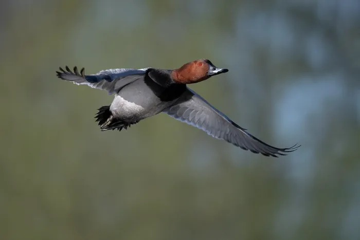 Framed Print : Common pochard (Aythya ferina) male, in flight, Kruibeekse Polder, Belgium. April