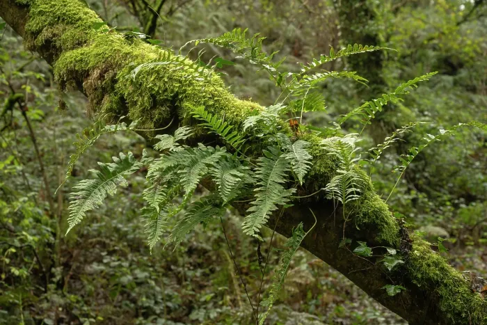 Framed Print : Common polypody fern (Polypodium vulgare) on Oak tree (Quercus sp.) in temperate rainforest, Tintagel, Cornwall, England, UK. November Framed Print : Common polypody fern (Polypodium vulgare) on Oak tree (Quercus sp.) in temperate rainforest, Tintagel, Cornwall, England, UK. November