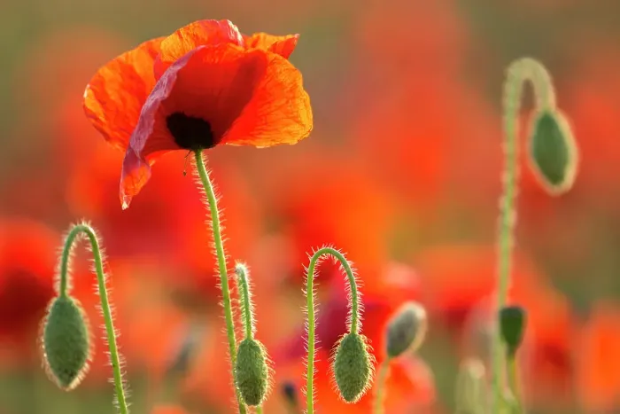 Framed Print : Common poppies (Papaver rhoeas) backlit in evening light, Polly / Porth Joke, Pentire, Newquay, Cornwall, UK, July Framed Print : Common poppies (Papaver rhoeas) backlit in evening light, Polly / Porth Joke, Pentire, Newquay, Cornwall, UK, July