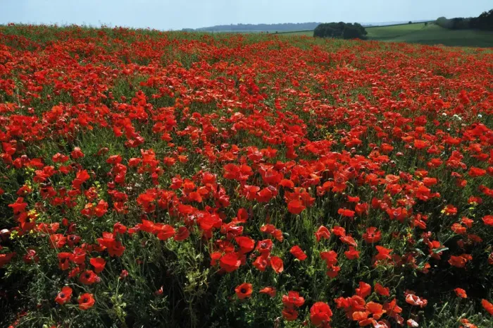 Framed Print : Common poppies (Papaver rhoeas) in field, Chicklade, Wiltshire, England, July Framed Print : Common poppies (Papaver rhoeas) in field, Chicklade, Wiltshire, England, July