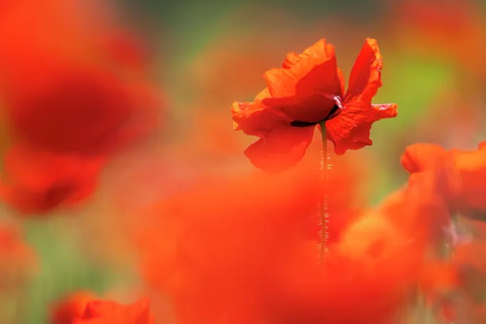 Framed Print : Common poppies (Papaver rhoeas) in flower, Porth Joke, Pentire, Newquay, Cornwall, England, UK. June Framed Print : Common poppies (Papaver rhoeas) in flower, Porth Joke, Pentire, Newquay, Cornwall, England, UK. June