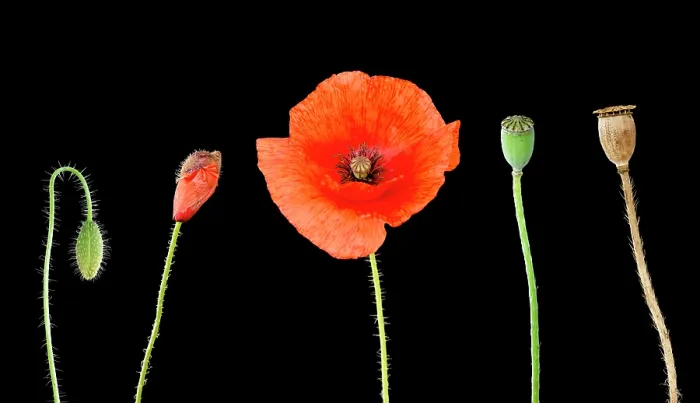 Framed Print : Common poppy (Papaver rhoeas) in different stages of development, Devon, UK. July. Composite image Framed Print : Common poppy (Papaver rhoeas) in different stages of development, Devon, UK. July. Composite image