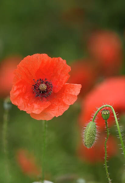 Common poppy (Papaver rhoeas) flower with bud and seed pod, Surrey, UK. July
