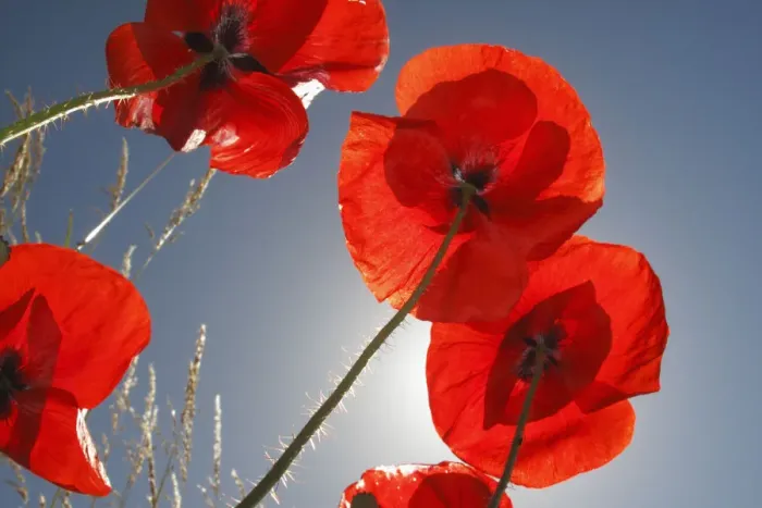 Framed Print : Common poppy (Papaver rhoeas) flowers, Lagadin village region, east shore Lake Ohrid Framed Print : Common poppy (Papaver rhoeas) flowers, Lagadin village region, east shore Lake Ohrid