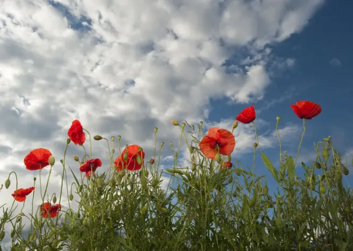 Framed Print : Common poppy (Papaver rhoeas) flowers, France, May 2009 Framed Print : Common poppy (Papaver rhoeas) flowers, France, May 2009