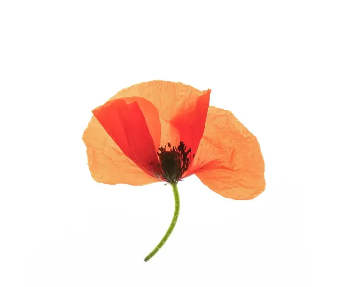 Framed Print : Common poppy (Papaver rhoeas) on LED light panel, studio environment Framed Print : Common poppy (Papaver rhoeas) on LED light panel, studio environment