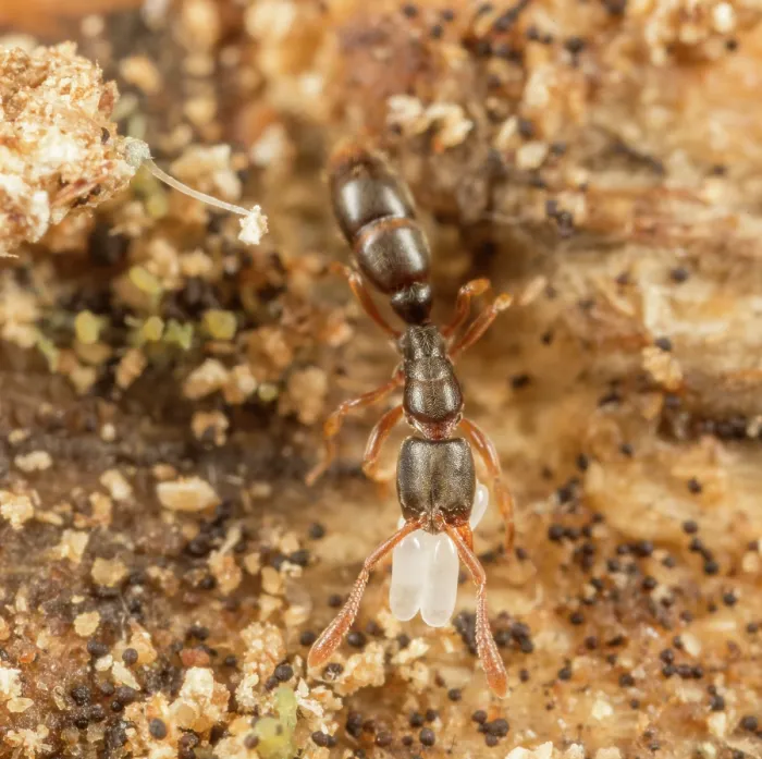 Framed Print : Common porthole ant (Ponera pennsylvanica) worker carrying eggs, Pennsylvania, USA. July Framed Print : Common porthole ant (Ponera pennsylvanica) worker carrying eggs, Pennsylvania, USA. July