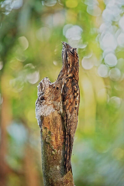 Common Potoo (Nyctibius griseus) camouflaged on tree with a young juvenile opposite it, Mindo cloud forest area, Ecuador, July