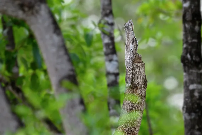 Framed Print : Common potoo (Nyctibius griseus) roosting on broken tree branch during the day, Pousada Araras, Pantanal, Brazil Framed Print : Common potoo (Nyctibius griseus) roosting on broken tree branch during the day, Pousada Araras, Pantanal, Brazil