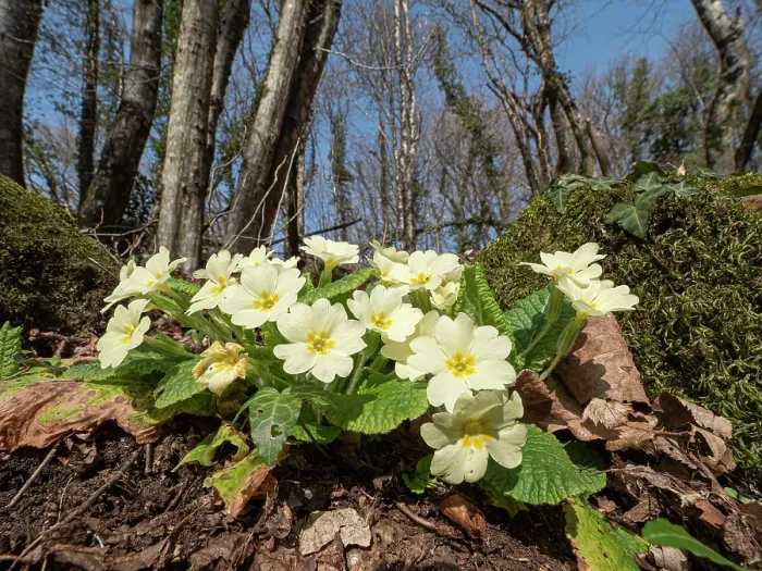 Framed Print : Common primrose (Primula vulgaris) in flower in woodland, Fiesole, nr. Florence, Tuscany, Italy. March