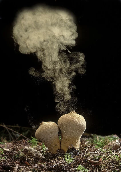 Common Puffball fungus (Lycoperdon perlatum) emitting spores into the air