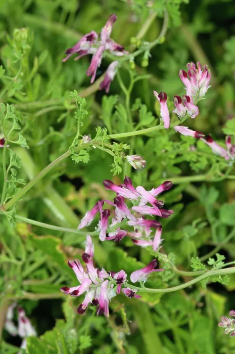 Framed Print : Common ramping-fumitory (Fumaria muralis boraei) in flower, Bryher, Isles of Scilly, UK. May Framed Print : Common ramping-fumitory (Fumaria muralis boraei) in flower, Bryher, Isles of Scilly, UK. May