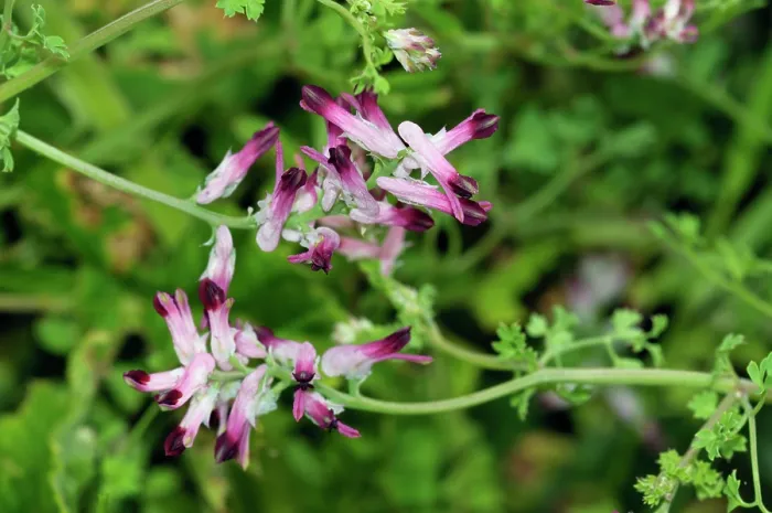 Framed Print : Common ramping-fumitory (Fumaria muralis boraei) in flower, Bryher, Isles of Scilly, UK. May Framed Print : Common ramping-fumitory (Fumaria muralis boraei) in flower, Bryher, Isles of Scilly, UK. May