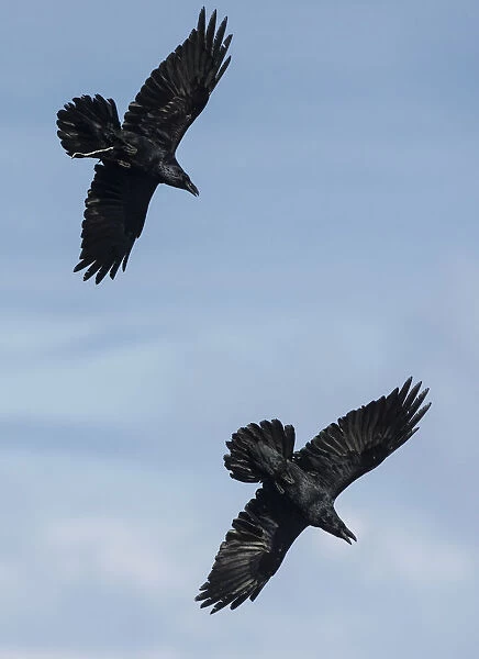 Common raven (Corvus corax) two adults in flight, Hornoya, Norway, April