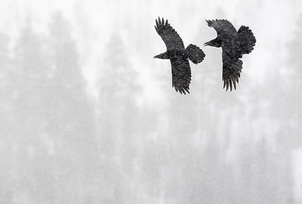 Common Raven (Corvus corax) two in flight during snow storm, Kuusamo, Finland, April