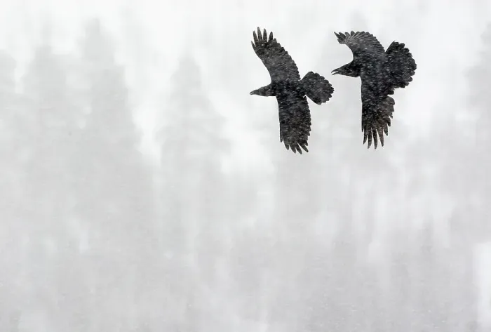 Framed Print : Common Raven (Corvus corax) two in flight during snow storm, Kuusamo, Finland, April Framed Print : Common Raven (Corvus corax) two in flight during snow storm, Kuusamo, Finland, April