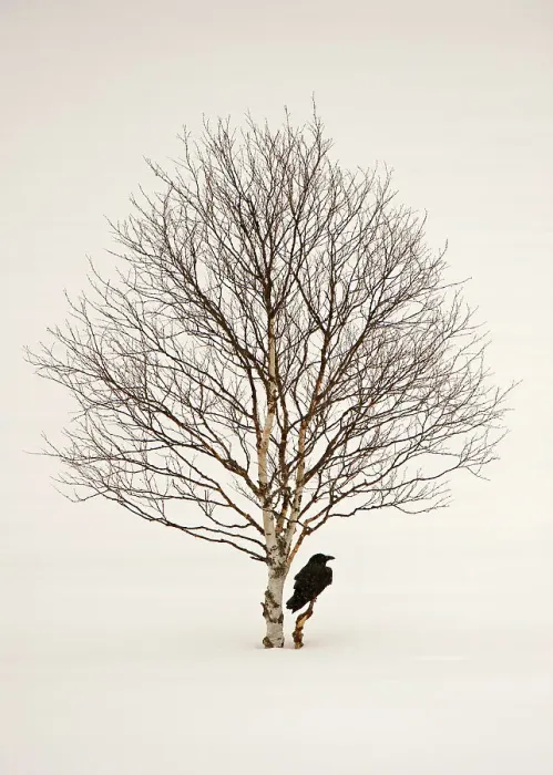 Framed Print : Common raven (Corvus corax) perched in snow beside birch tree, Finland, March Framed Print : Common raven (Corvus corax) perched in snow beside birch tree, Finland, March