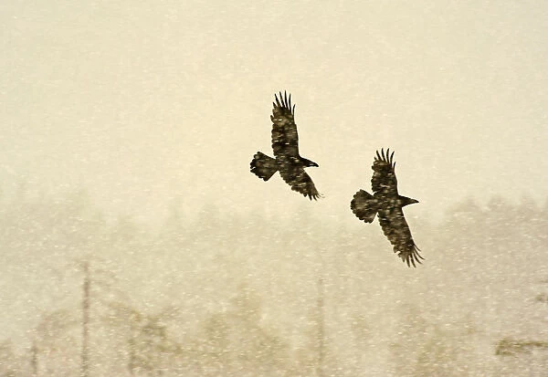 Two Common ravens (Corvus corax) in flight through snow, Finland, April