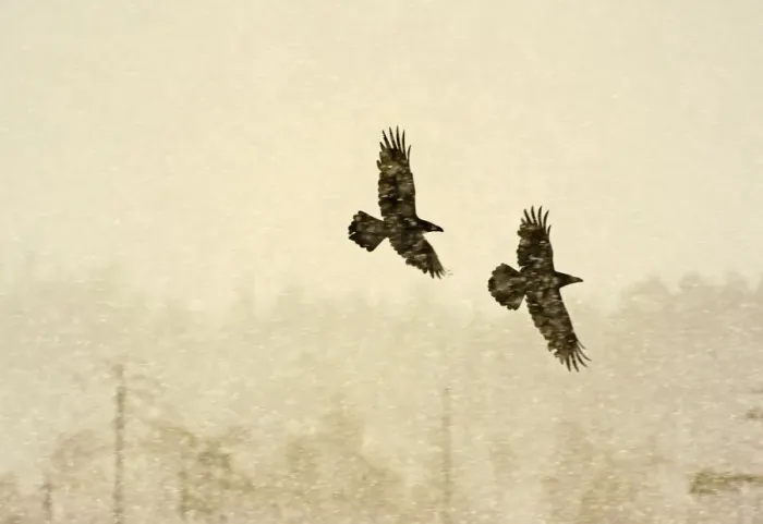 Framed Print : Two Common ravens (Corvus corax) in flight through snow, Finland, April Framed Print : Two Common ravens (Corvus corax) in flight through snow, Finland, April