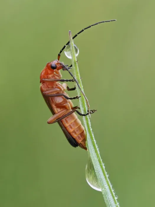 Framed Print : Common red soldier beetle (Rhagonycha fulva) climbing up grass with dew drops Framed Print : Common red soldier beetle (Rhagonycha fulva) climbing up grass with dew drops