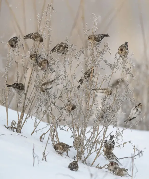 Framed Print : Common redpoll (Acanthis flammea), flock feeding, Finland, January